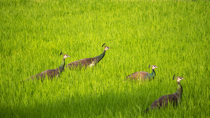 Group of peahens crossing the paddy field in the evening, searching for a mate. they are very loud birds.