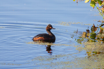 The Black-necked grebe is sitting on the water