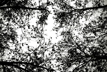 Leafless tree branches in black and white. 