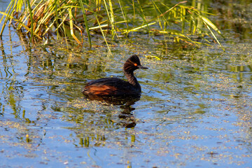 The Black-necked grebe is sitting on the water
