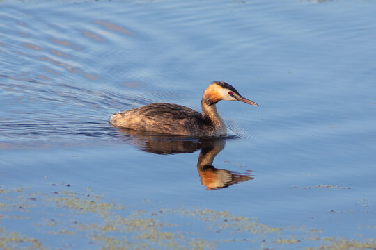 The great crested grebe on the water in morning summer light