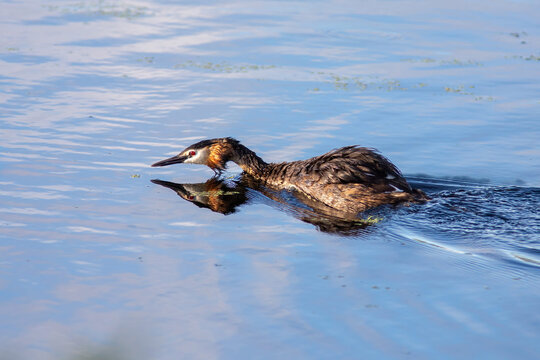 The great crested grebe on the water in morning summer light