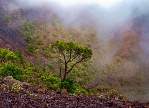 Junge b&auml;ume wachsen in einem  Vulkankrater auf nLa Palma