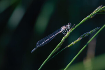 The dragonfly near the water at summer morning light