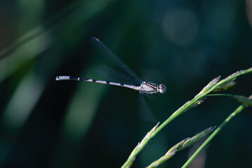 The dragonfly near the water at summer morning light