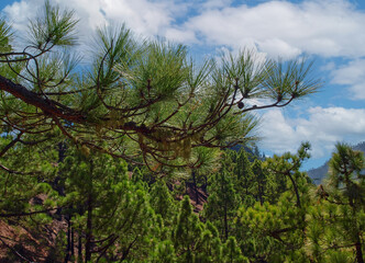 Fototapeta premium Die Nadeln der kanarischen Kiefer strecken sich den Passatwolken entgegen