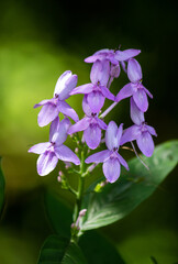 Fototapeta premium Purple Wildflowers, green soft background, natural light hits flower petals, beautiful crisp colors of nature.