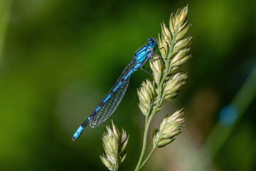 The dragonfly near the water at summer morning light