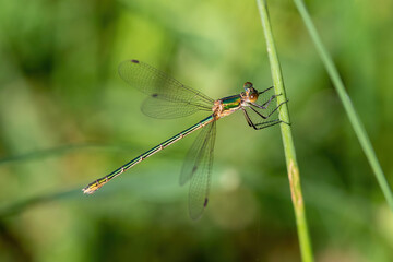 The dragonfly near the water at summer morning light