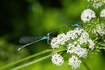 The dragonfly near the water at summer morning light