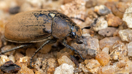 Old European chafer beetle on sand closeup macro photo, hairy beetle looking for food,