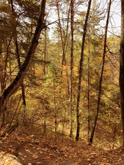 Naklejka premium Forest in autumn