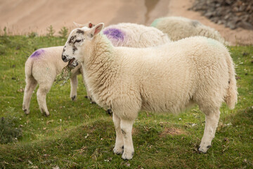 Fototapeta premium Irish lamb close up standing on green grass on Irish cliff