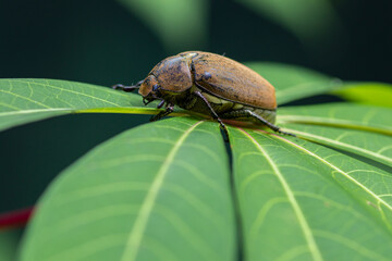 European chafer beetle on a green leaf closeup side macro photo, old hairy beetle looking for food, bokeh background.