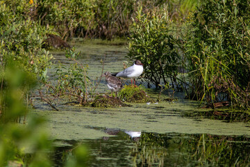 Black headed gull is sitting near the water