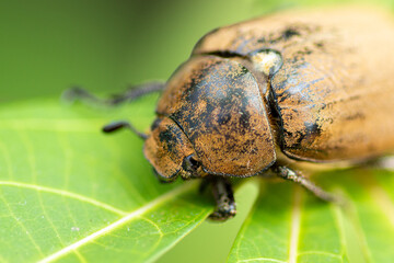European chafer beetle on a green leaf closeup front body parts macro photo, old hairy beetle looking for food.