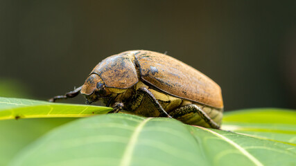 European chafer beetle on a green leaf closeup side macro photo, old hairy beetle looking for food, bokeh background.