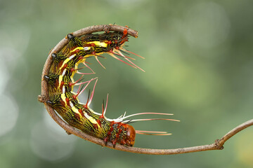 Rambutans Caterpillar on Branch