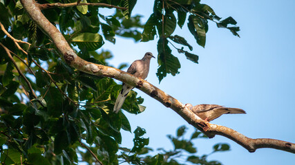 Spotted dove pair perched in a branch, mating season, under the clear blue skies and evening light hitting the bodies, grey fluffy birds in nature.