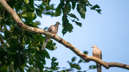 Spotted dove pair perched in a branch, mating season, under the clear blue skies and evening light hitting the bodies, grey fluffy birds in nature.