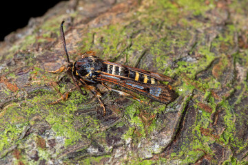 Pennisetia hylaeiformis, Himbeer-Glasflügler, DE, NRW, Leverkusen Opladen 2020/08/01 14:05:10