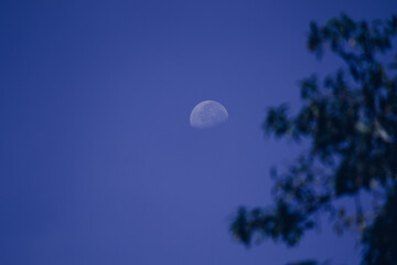 Half-moon and the dark blue sky, silhouette tree branches in the side scenery.