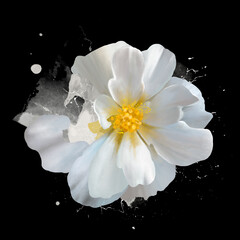 Fototapeta na wymiar luxury white rose close up on black background with splashes of paint