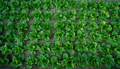 Organic vegetable growing my own.