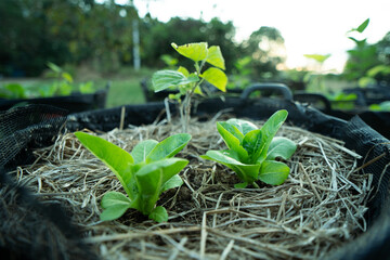 Organic green vegetable growing my own.