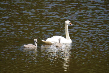 swans on the lake