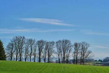Fototapeta na wymiar Beautiful landscape of trees in a row in Bayern, Germany
