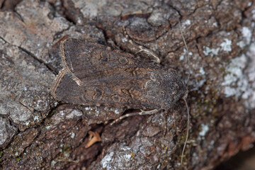 Saateule, Agrotis segetum, DE, NRW, Leverkusen Opladen 2020/09/08 08:16:09
