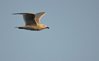 Audouin's Gull (Larus audouinii), Greece
