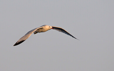 Audouin's Gull (Larus audouinii), Greece