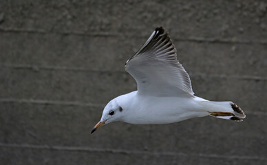 Black-headed Gull (Larus ridibundus), Greece