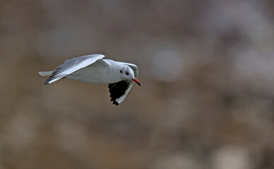Black-headed Gull (Larus ridibundus), Greece