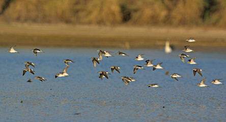 Green Sandpiper (Tringa ochropus), Greece