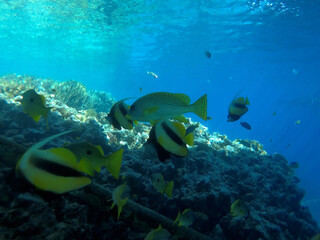 Tropical coral reef. Ecosystem and environment. Egypt. Near Sharm El Sheikh