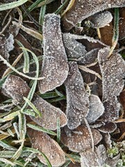 frost on a leaf