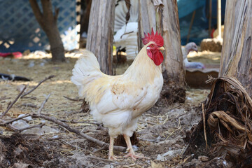 The Rhode Island is stand up in garden at thailand