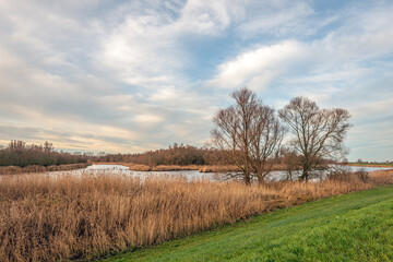 Obraz premium View of the Dutch National Park Biesbosch from the village of Hank, municipality of Altena, province of North Brabant. In the foreground is the Steurgat, a wide creek on the edge of the Biesbosch.