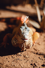 Large orange iguana lying in the sun.