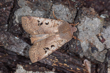 Schwarzgefleckte Wintereule , Conistra rubiginosa , DE, NRW, Leverkusen, Opladen 2020/12/05 13:05:10