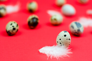 Quail egg and feather on pink background, side view