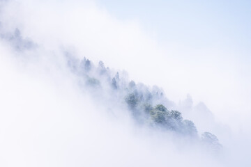 Artistic view to isolated forest tree tops in the mist.Conceptual background image