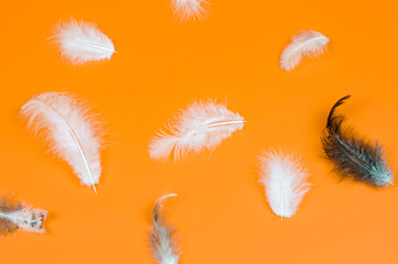 Bird feathers on a brown background top view