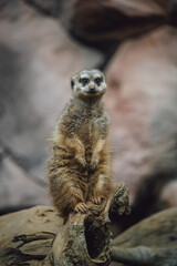 Meerkat or suricate (Suricata suricatta)