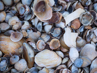 Background texture wallpaper, a lot of colorful seashells and shellfish close-up lying on the shore of the Sea of Azov under the sun.