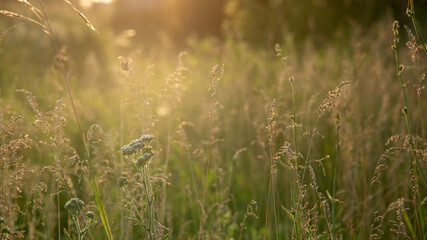 Beautiful sunset landscape with wild steppe grass, Russia