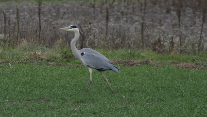 gray heron